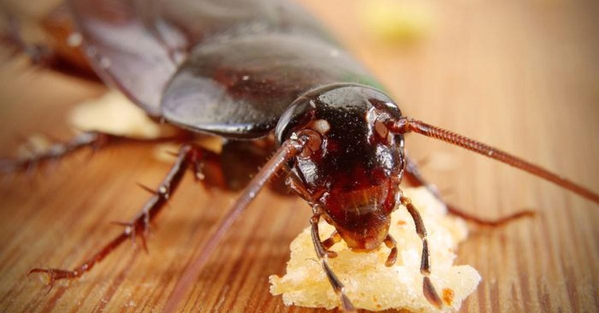 The fascinating American Cockroach, scientifically known as Periplaneta americana.