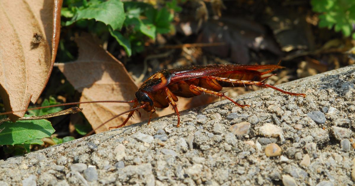 Snapshot of the intriguing American Cockroach, scientifically named Periplaneta americana.