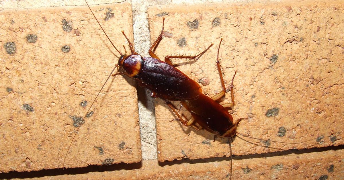 Splendid image of the American Cockroach, with the scientific name Periplaneta americana.