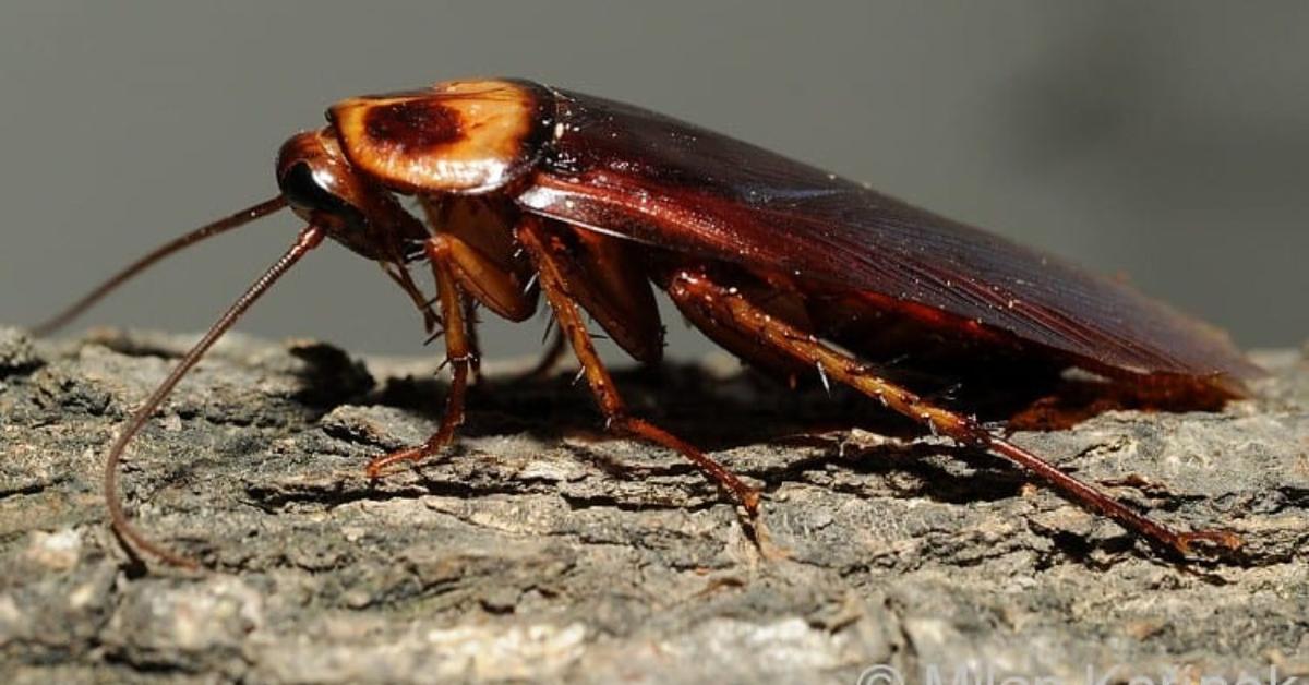 Striking appearance of the American Cockroach, known in scientific circles as Periplaneta americana.