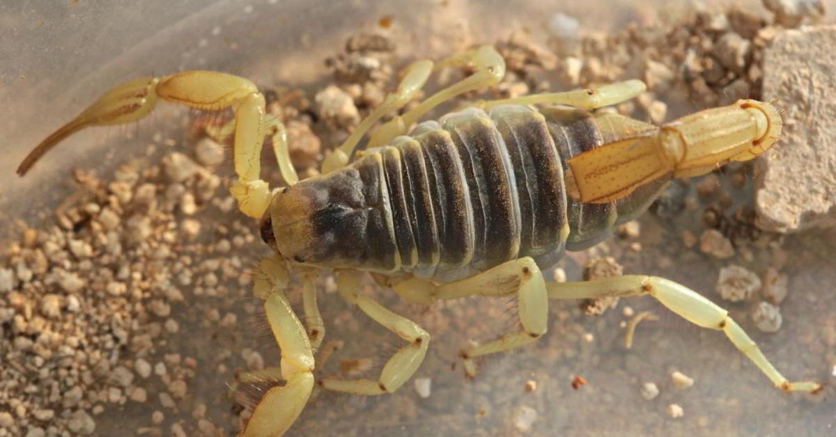 Exquisite image of Arizona Bark Scorpion, in Indonesia known as Kalajengking Arizona Bark.