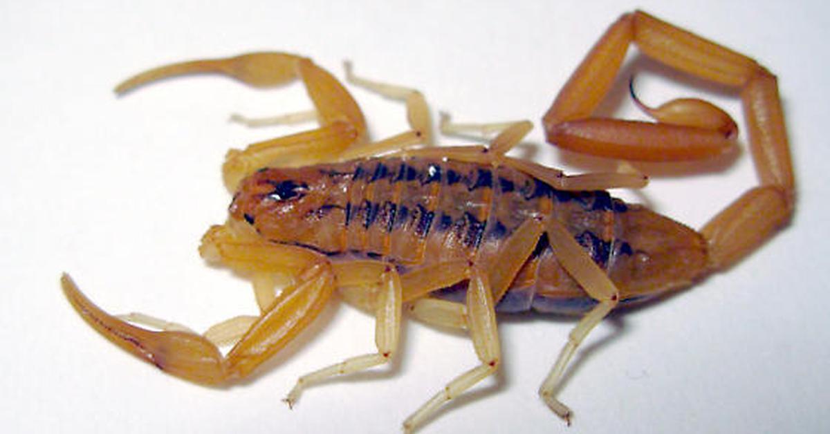 Close-up view of the Arizona Bark Scorpion, known as Kalajengking Arizona Bark in Indonesian.