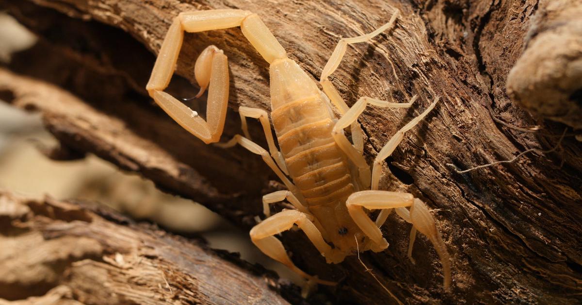 A beautiful representation of the Arizona Bark Scorpion, scientifically Centruroides sculpturatus.