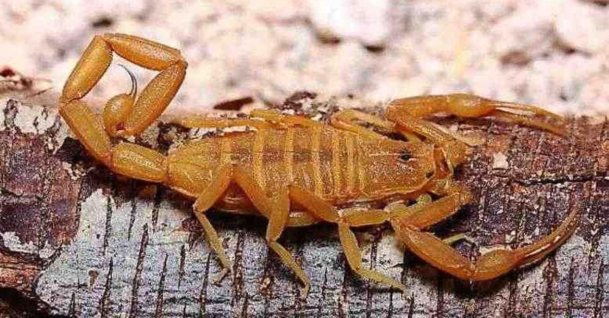 The Arizona Bark Scorpion in its natural beauty, locally called Kalajengking Arizona Bark.