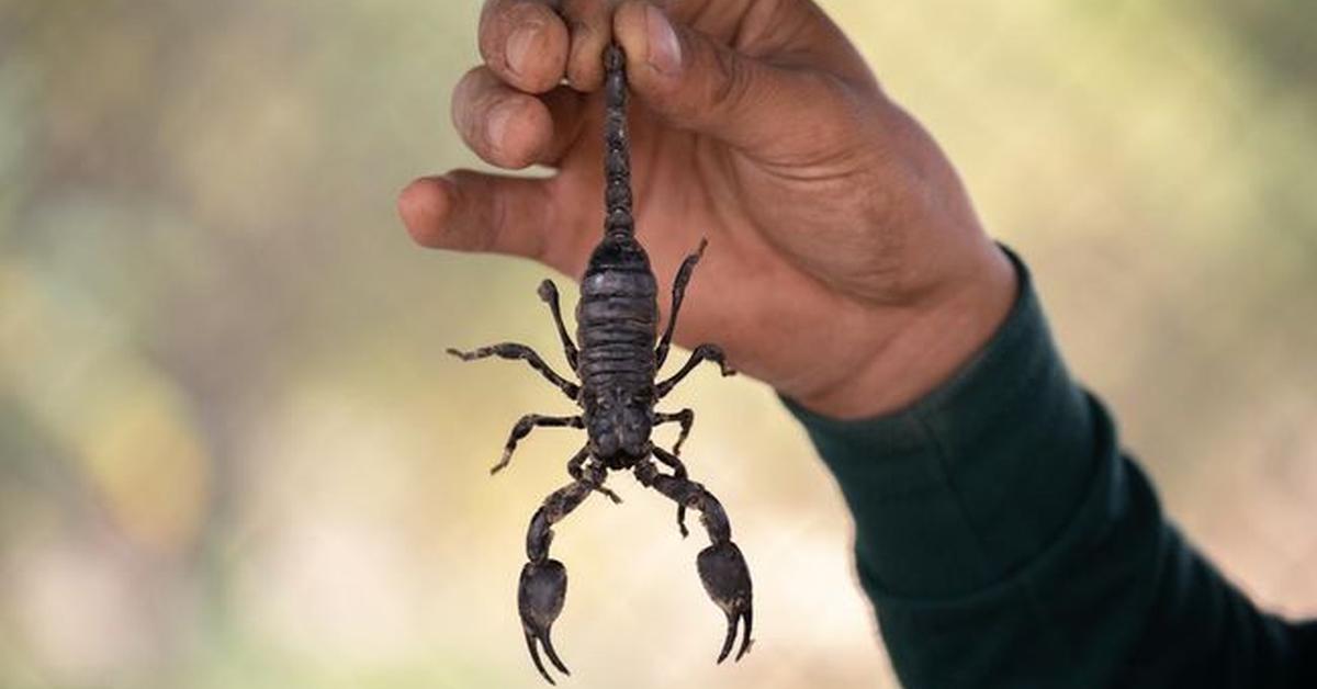 Natural elegance of the Arizona Bark Scorpion, scientifically termed Centruroides sculpturatus.