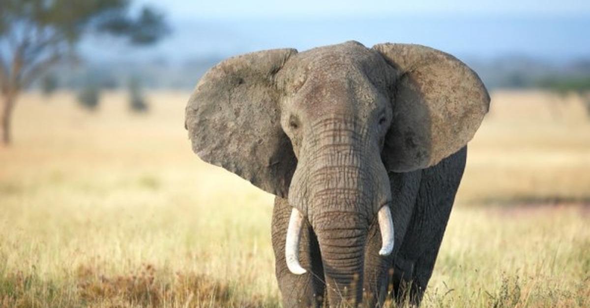 The African Elephant, an example of L. africana, in its natural environment.