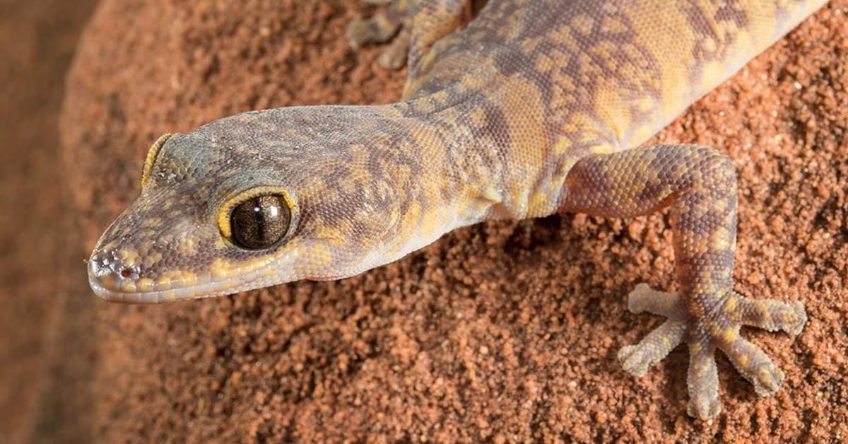 Captured elegance of the Australian Gecko, known in Indonesia as Kadal Australia.