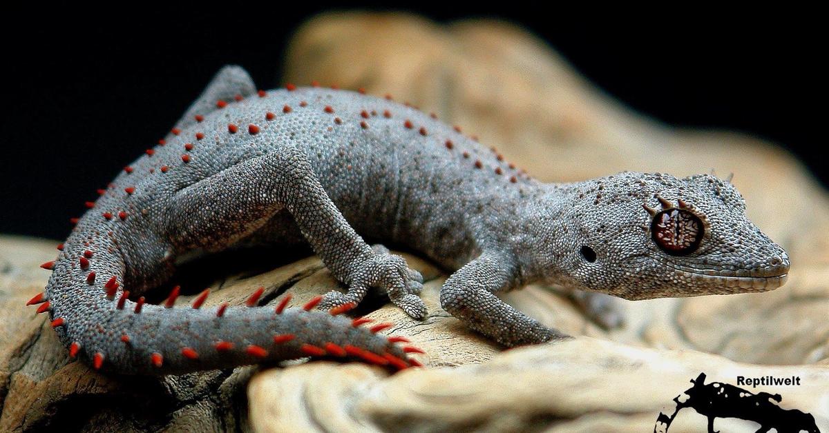 The Australian Gecko, a beautiful species also known as Kadal Australia in Bahasa Indonesia.