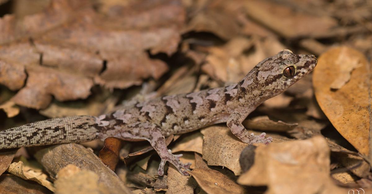 The remarkable Australian Gecko (Diplodactylidae), a sight to behold.