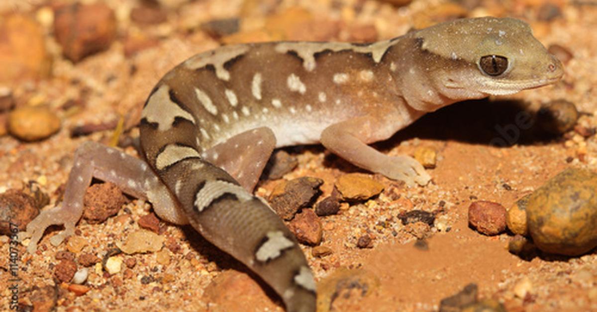 Stunning image of the Australian Gecko (Diplodactylidae), a wonder in the animal kingdom.