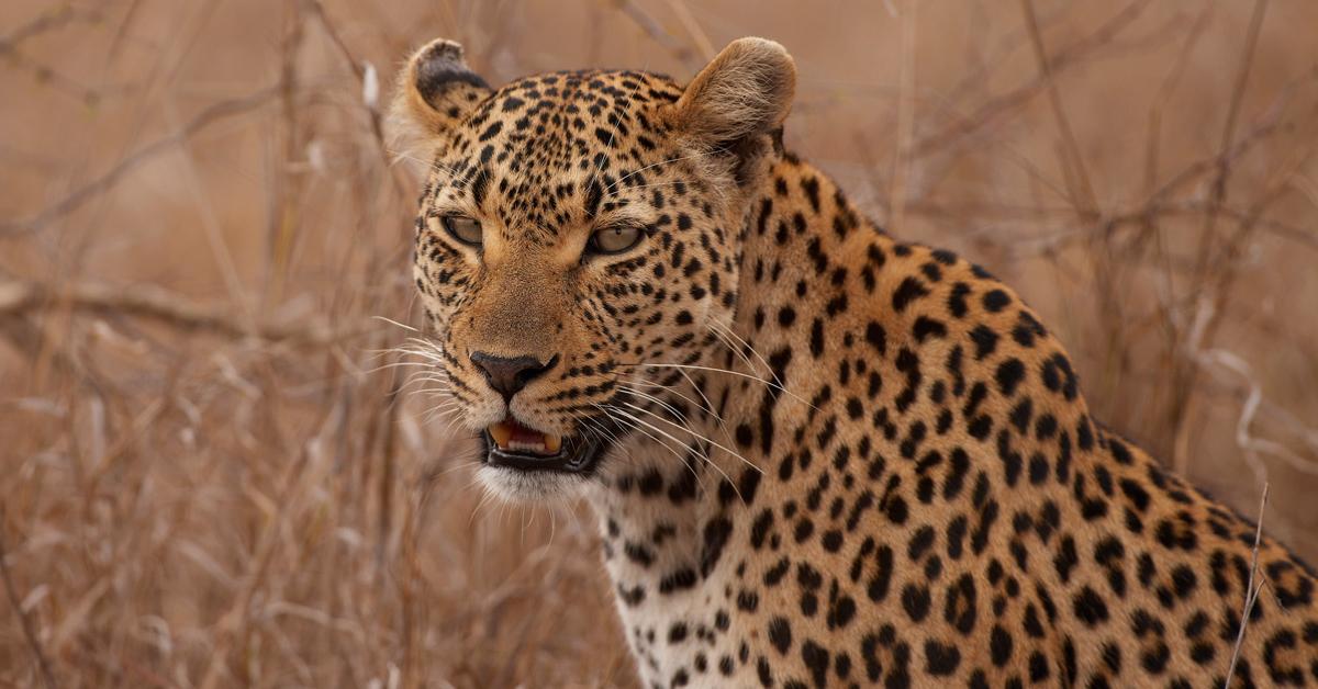 Captured moment of the American Leopard Hound, in Indonesia known as Anjing American Leopard.