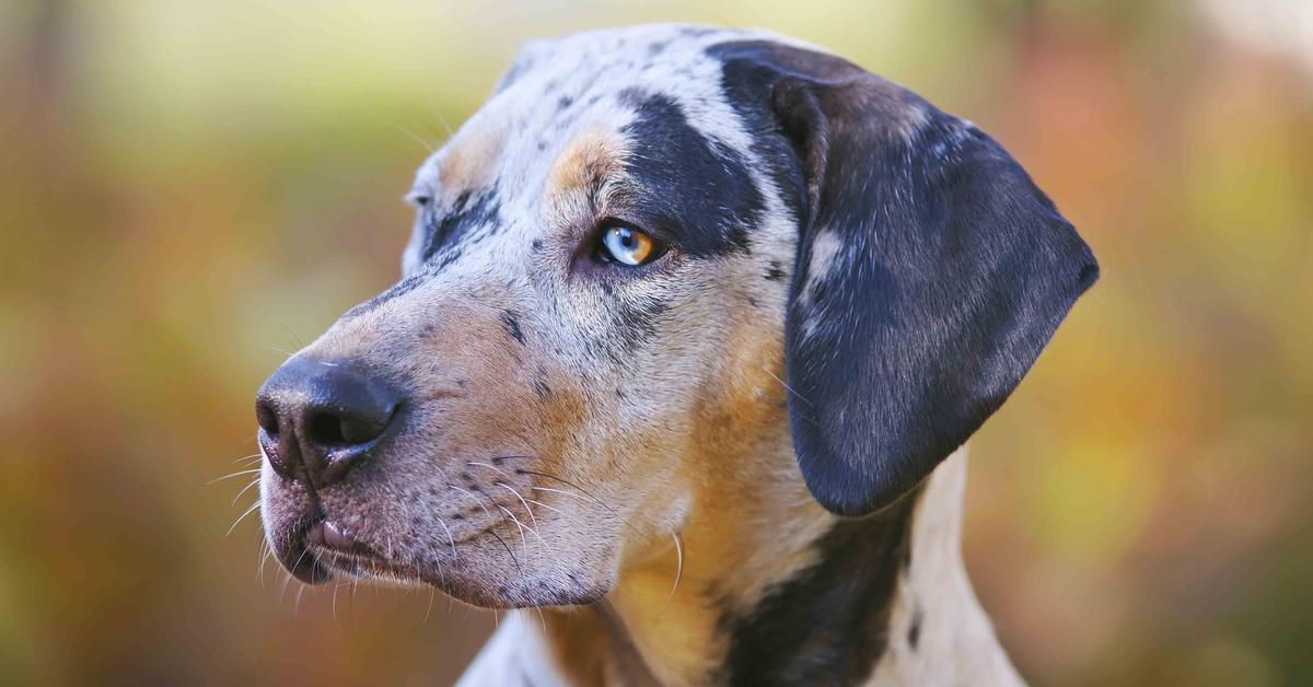 Striking appearance of the American Leopard Hound, known in scientific circles as Canis lupus.