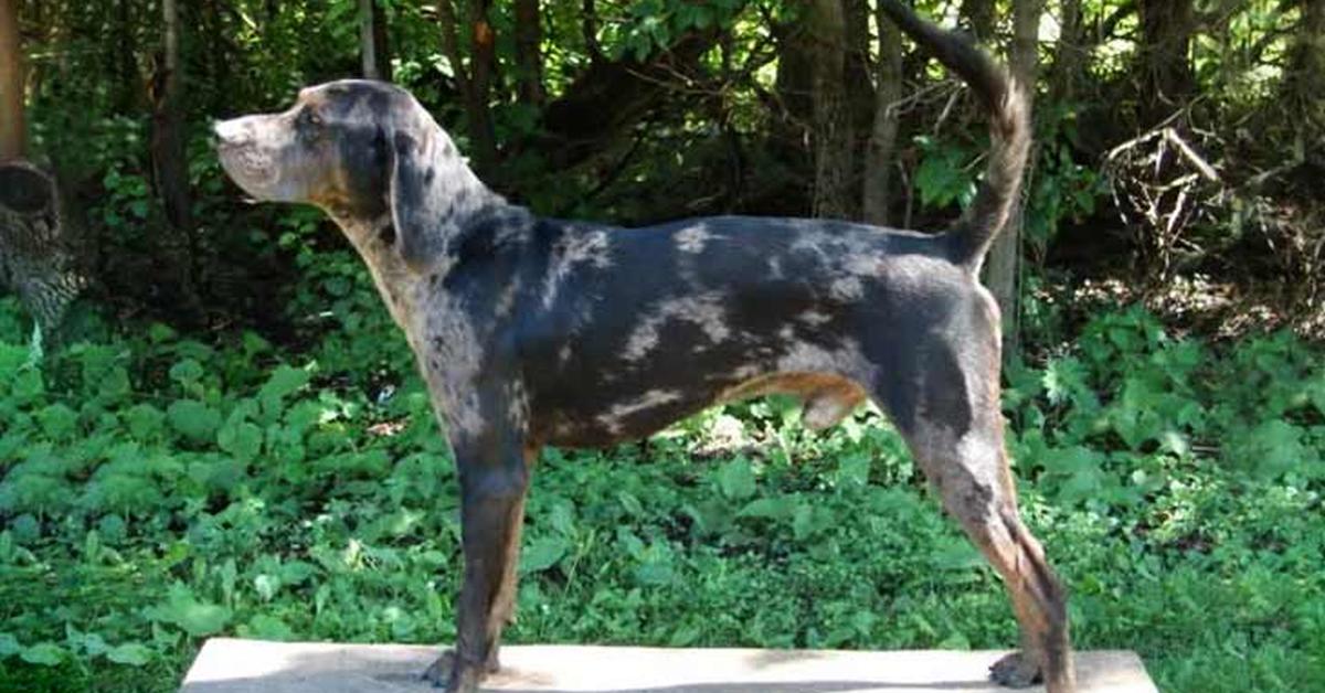 The remarkable American Leopard Hound (Canis lupus), a sight to behold.