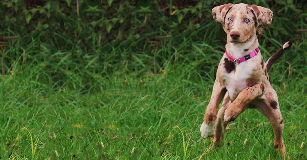 Visual representation of the American Leopard Hound, recognized in Indonesia as Anjing American Leopard.