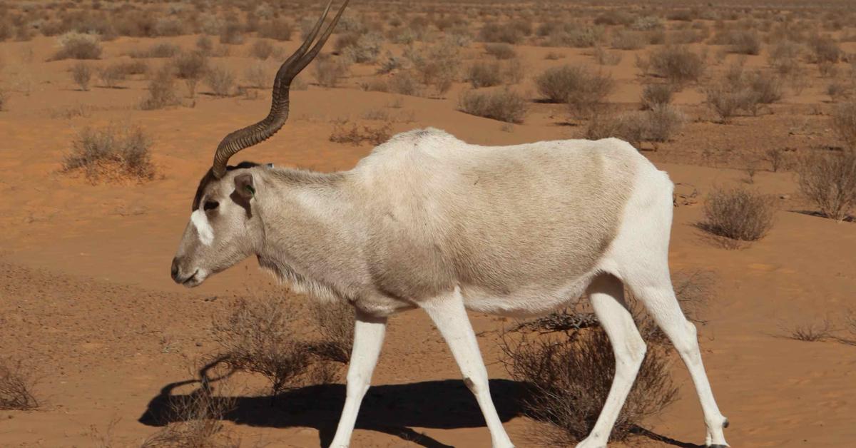 Captured beauty of the Addax, or Addax nasomaculatus in the scientific world.