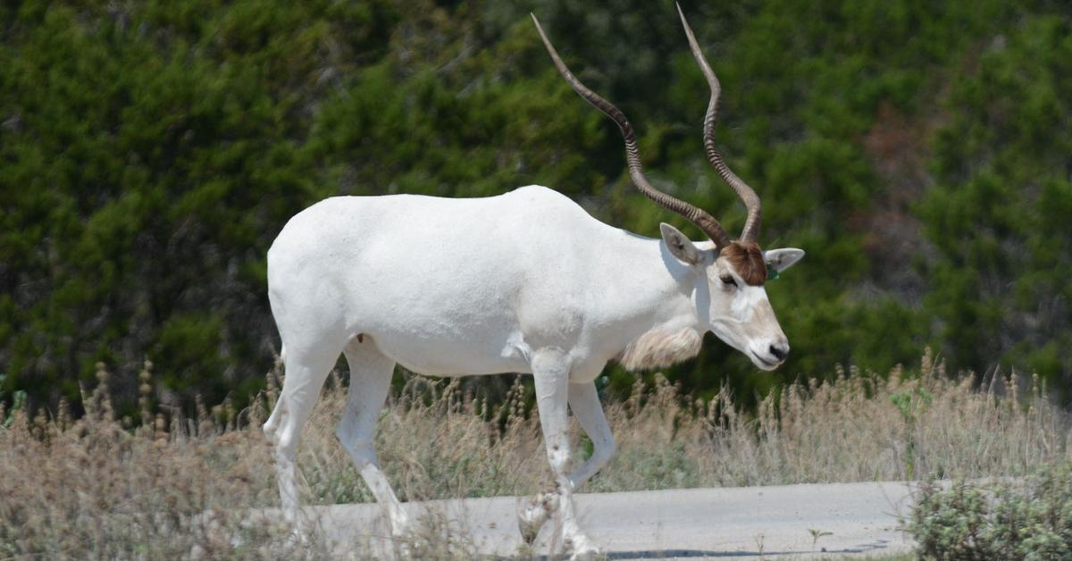 Captivating presence of the Addax, a species called Addax nasomaculatus.