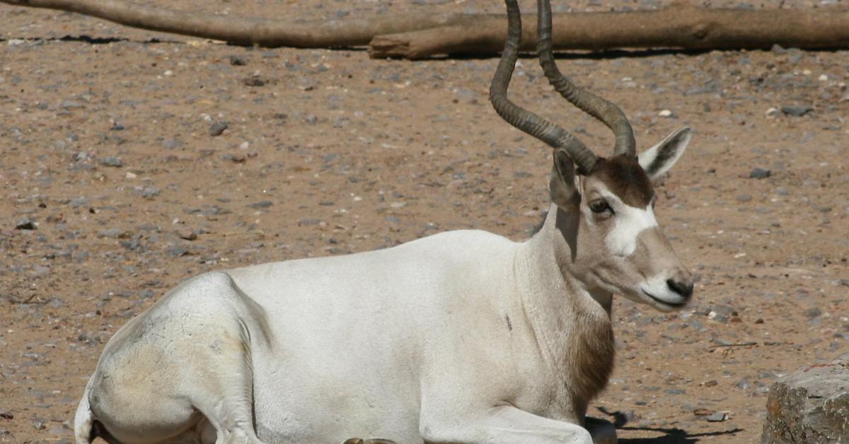 Dynamic image of the Addax, popularly known in Indonesia as Addax.