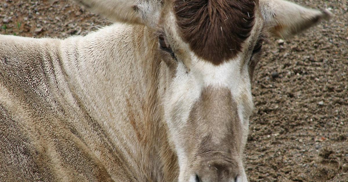 Iconic view of the Addax, or Addax nasomaculatus, in its habitat.