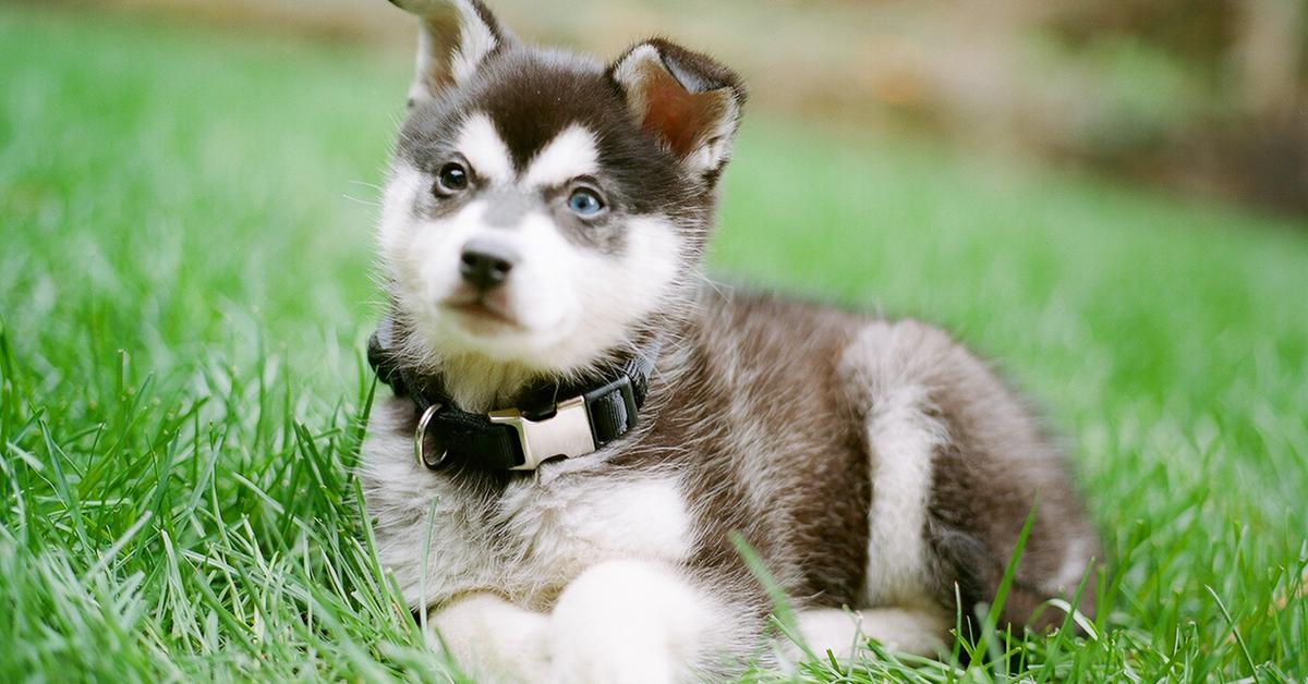 Close-up view of the Alaskan Klee Kai, known as Anjing Alaskan Klee Kai in Indonesian.