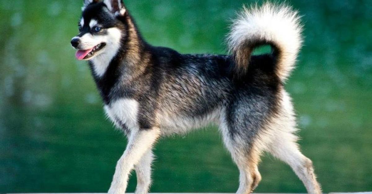 Stunning depiction of Alaskan Klee Kai, also referred to as Canis lupus.