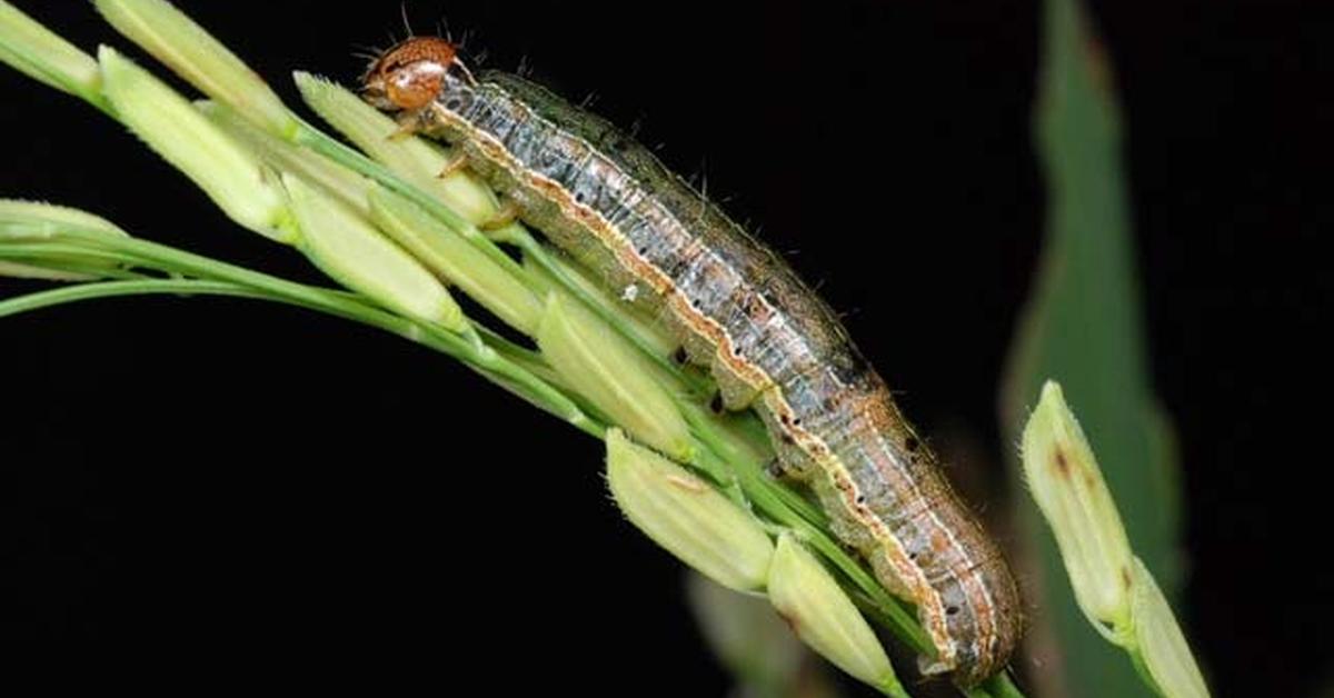 Captured moment of the Armyworm, in Indonesia known as Ulat Tentara.