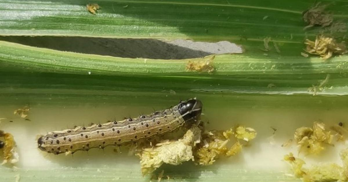 Snapshot of the intriguing Armyworm, scientifically named Mythimna unipuncta.