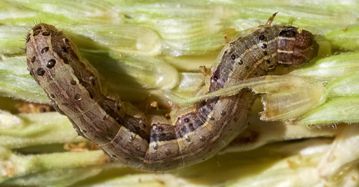 The elegant Armyworm (Mythimna unipuncta), a marvel of nature.