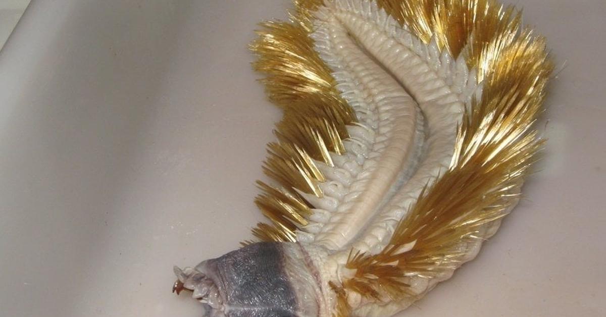 Insightful look at the Antarctic Scale Worm, known to Indonesians as Cacing Skala Antartika.