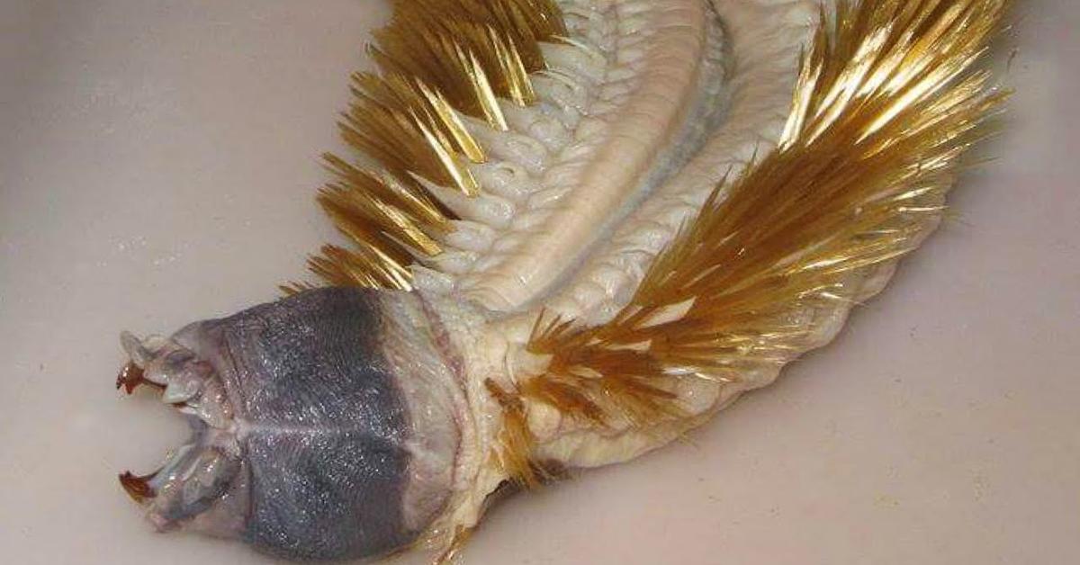 Stunning image of the Antarctic Scale Worm (Eulagisca gigantea), a wonder in the animal kingdom.