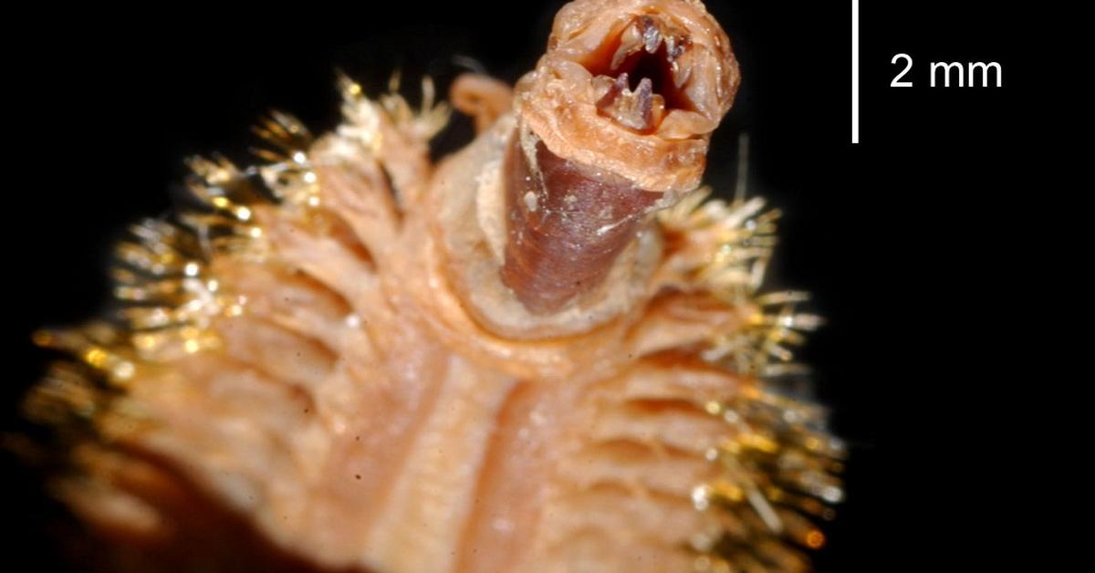 Insightful look at the Antarctic Scale Worm, known to Indonesians as Cacing Skala Antartika.