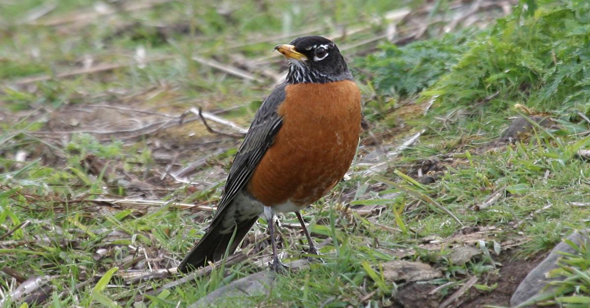 Iconic view of the American Robin, or Turdus migratorius, in its habitat.