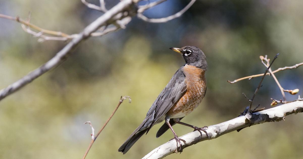 Visual of American Robin, or Burung Robin Amerika in Indonesian, showcasing its beauty.