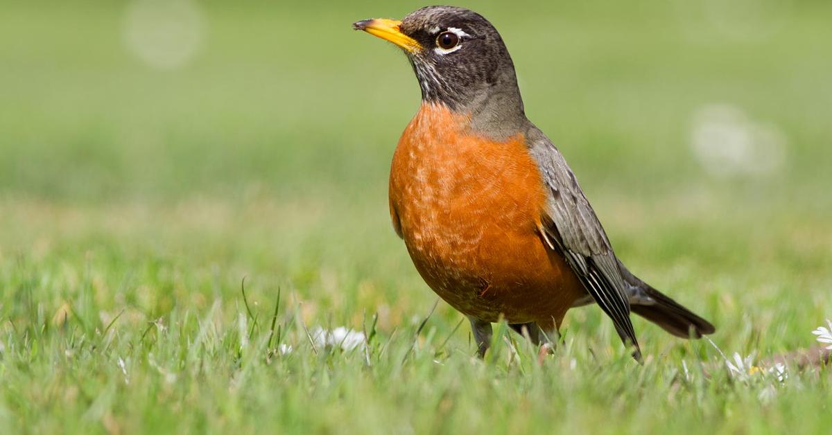 Captured elegance of the American Robin, known in Indonesia as Burung Robin Amerika.