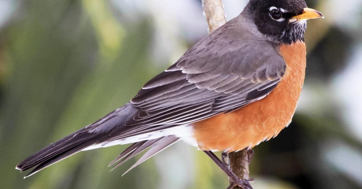 Photogenic American Robin, scientifically referred to as Turdus migratorius.