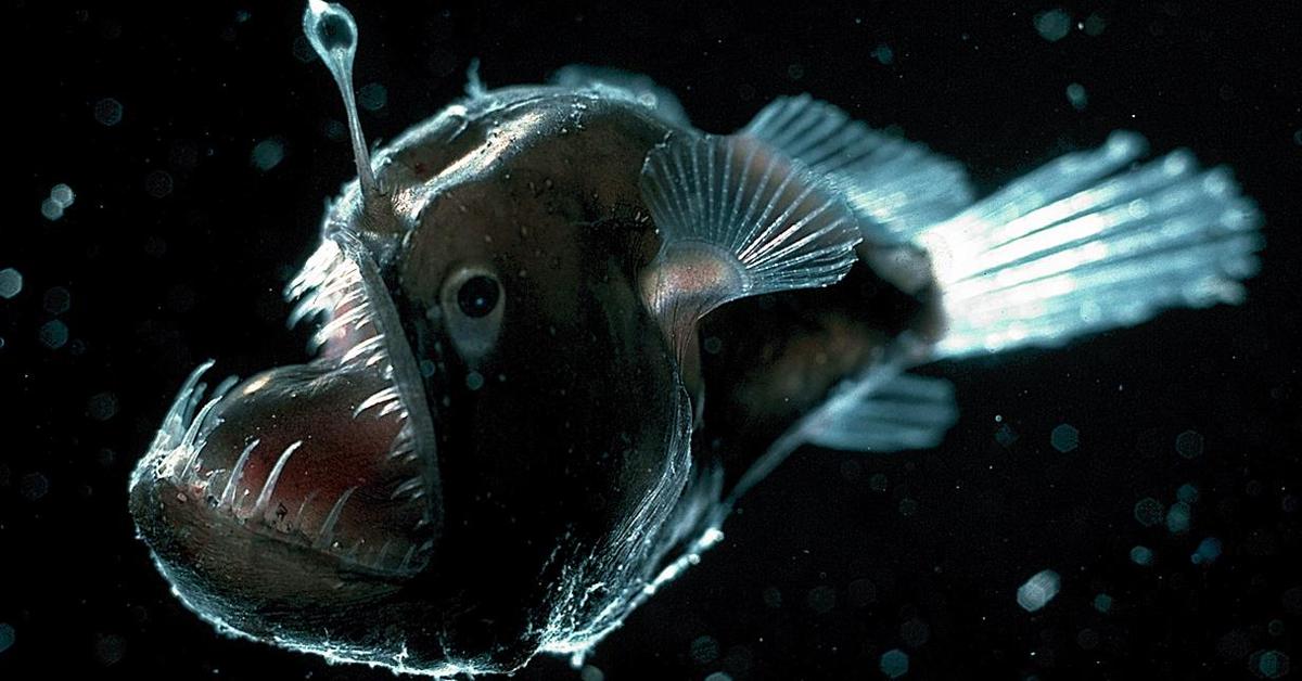 Splendid image of the Anglerfish, with the scientific name Lophiiformes.