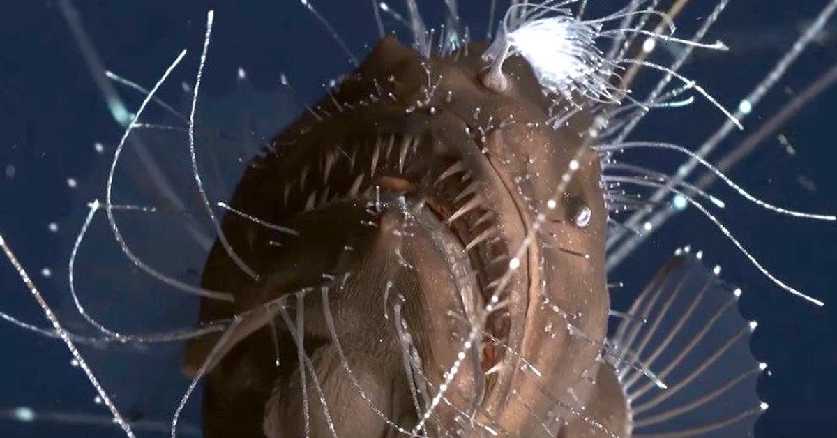 Striking appearance of the Anglerfish, known in scientific circles as Lophiiformes.