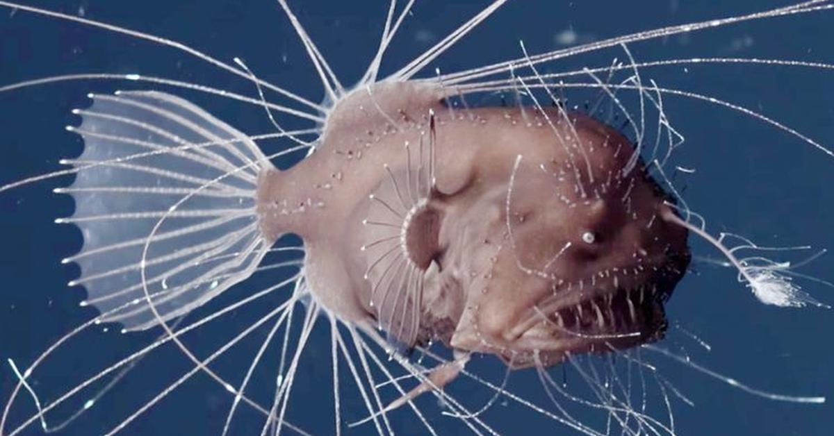 The fascinating Anglerfish, scientifically known as Lophiiformes.