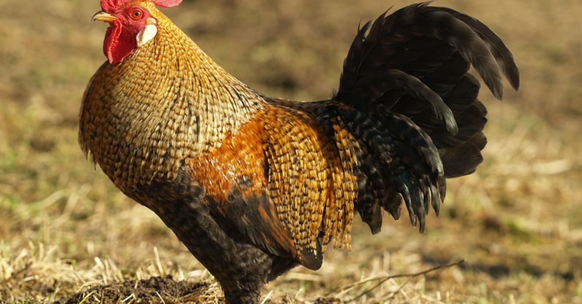 The Australorp Chicken, an example of Gallus gallus domesticus, in its natural environment.