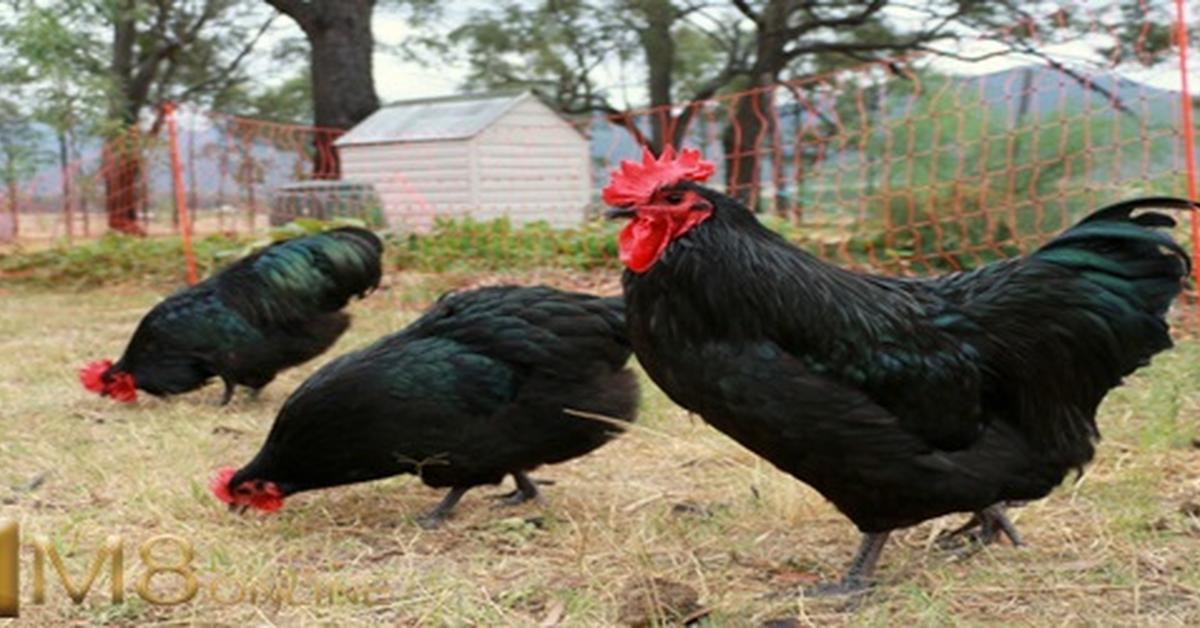 Distinctive Australorp Chicken, in Indonesia known as Ayam Australorp, captured in this image.