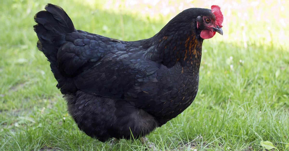 Unique portrayal of the Australorp Chicken, also called Ayam Australorp in Bahasa Indonesia.