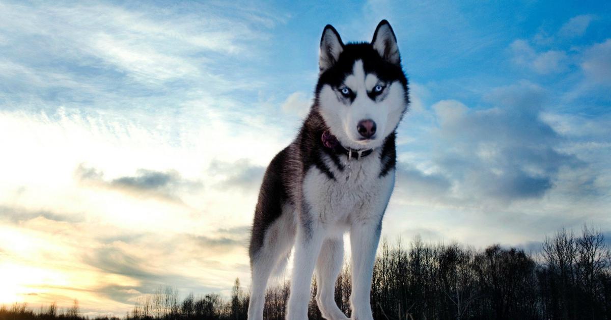 Striking appearance of the Alaskan Husky, known in scientific circles as Canis lupus.