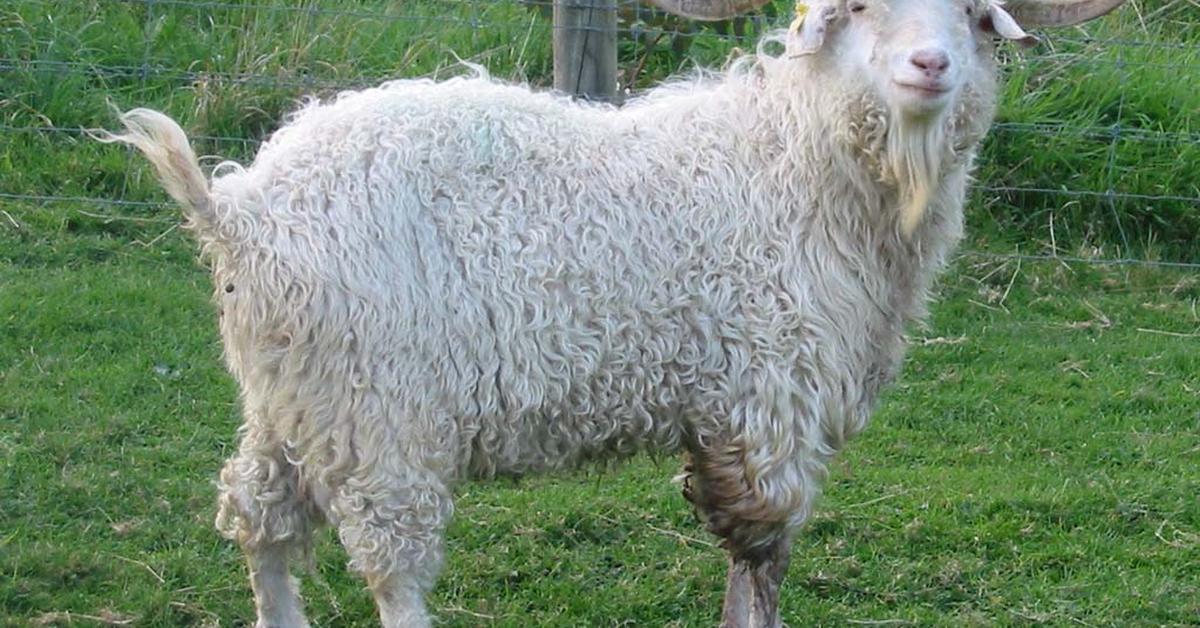 Dynamic image of the Angora Goat, popularly known in Indonesia as Kambing Angora.