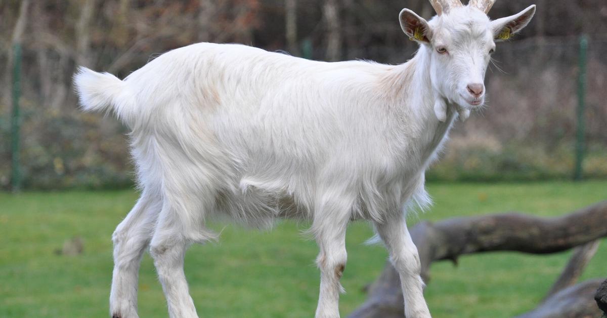 Visual of Angora Goat, or Kambing Angora in Indonesian, showcasing its beauty.