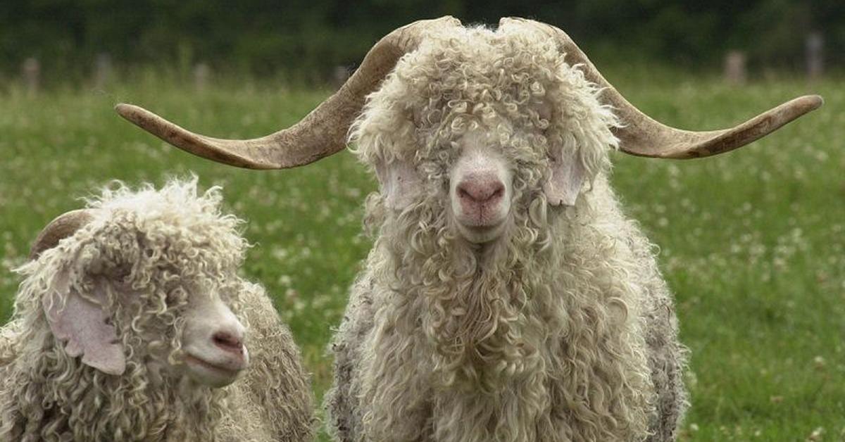 Visual of Angora Goat, or Kambing Angora in Indonesian, showcasing its beauty.