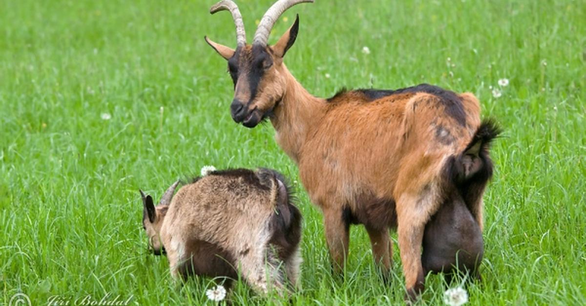 Splendid image of the Angora Goat, with the scientific name Capra aegagrus hircus.