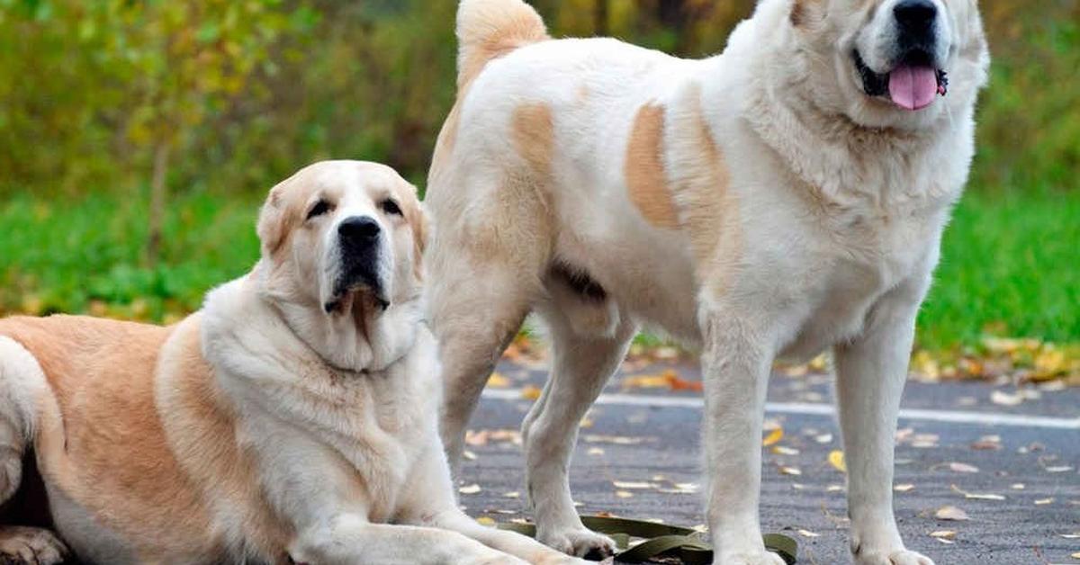 Graceful Alabai, a creature with the scientific name Canis lupus.