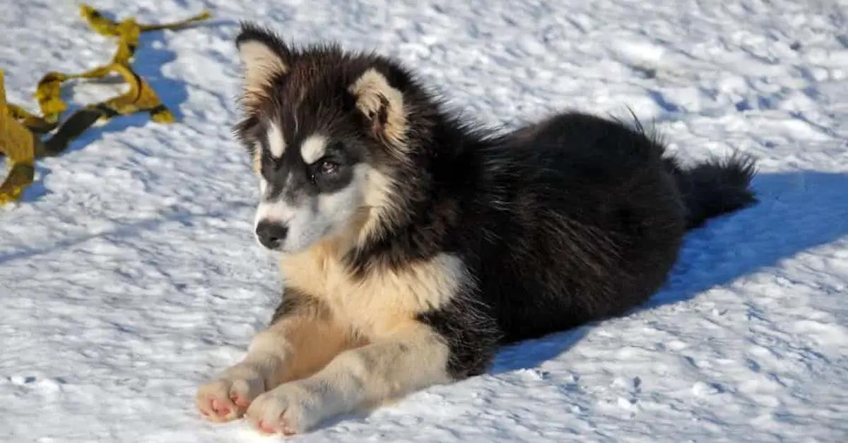 Close-up view of the Alusky, known as Anjing Alusky in Indonesian.