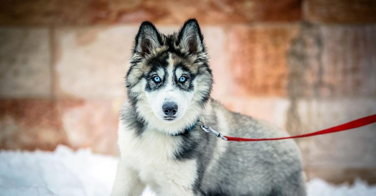 Detailed shot of the Alusky, or Canis lupus, in its natural setting.