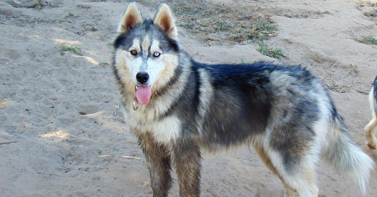 The fascinating Alusky, scientifically known as Canis lupus.