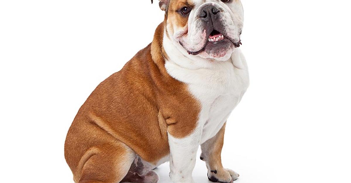 Vibrant snapshot of the Australian Bulldog, commonly referred to as Bulldog Australia in Indonesia.